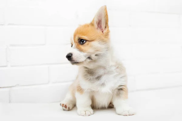 Filhote Cachorro Galês Corgi Pembroke Fundo Parede Tijolo Branco — Fotografia de Stock