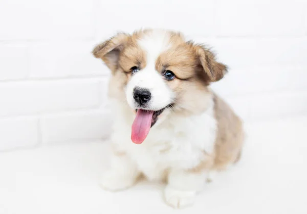 Puppy Welsh Corgi Pembroke Dengan Latar Belakang Dinding Bata Putih — Stok Foto