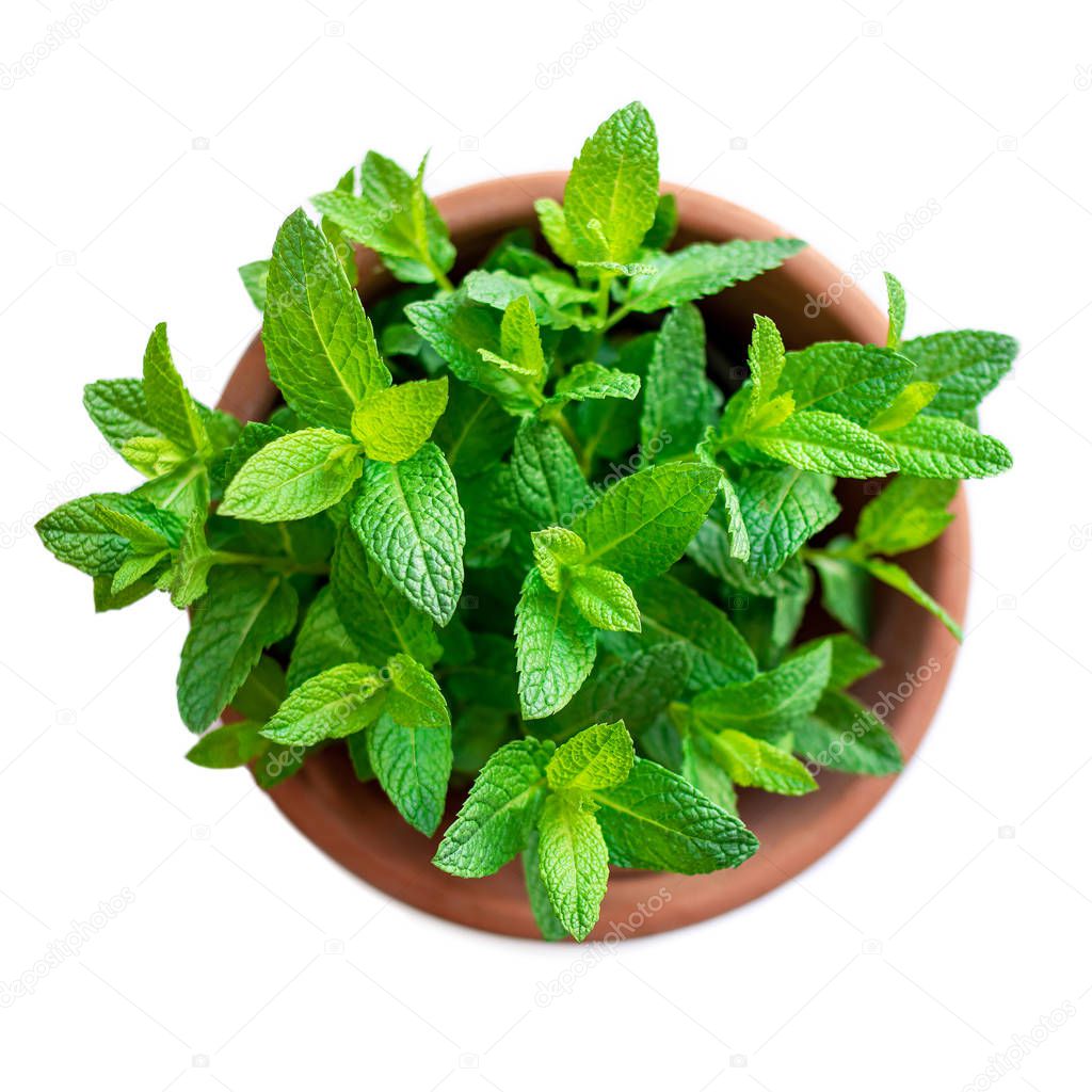 Fresh mint plant growing  in flower pot isolated on white background