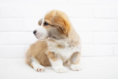 Köpek yavrusu Galce Corgi Pembroke beyaz tuğla duvar arka plan üzerinde