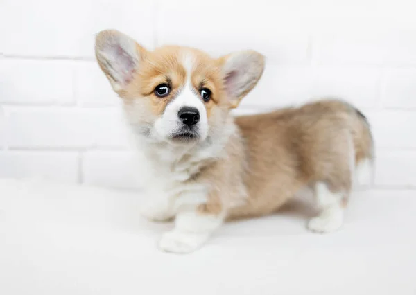 Puppy Welsh Corgi Pembroke Dengan Latar Belakang Dinding Bata Putih — Stok Foto