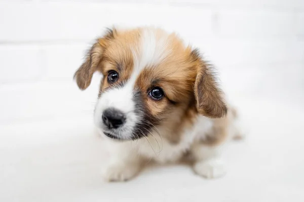 Filhote Cachorro Galês Corgi Pembroke Fundo Parede Tijolo Branco — Fotografia de Stock