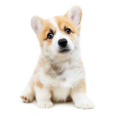 Cute Puppy Welsh Corgi Pembroke  is looking at camera and asking. Beautiful puppy dog isolated on  white background.  clipart