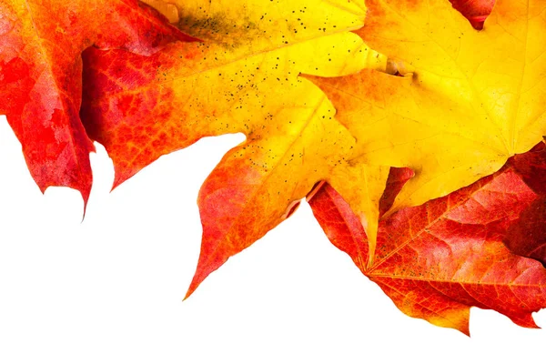 Podzimní Kompozici Žlutým Maple Listy Bílý Dřevěný Stůl Krásný Podzim — Stock fotografie