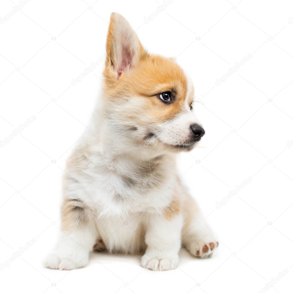 Cute Puppy Corgi Pembroke looking up isolated  on  white background.. Beautiful Small  Welsh  puppy dog 