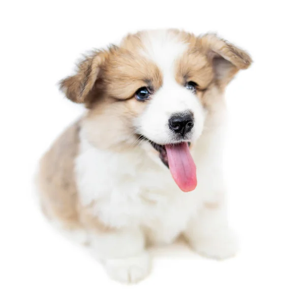 Filhote Cachorro Bonito Engraçado Cão Corgi Isolado Fundo Branco Belo — Fotografia de Stock