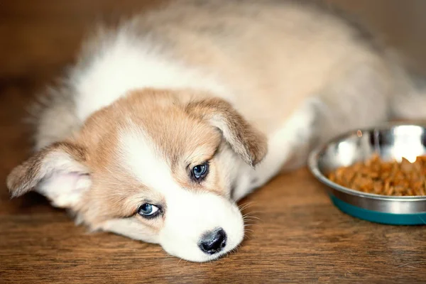 Bonito Filhote Cachorro Comer Demais Comida Cão Deitado Olhando Para — Fotografia de Stock