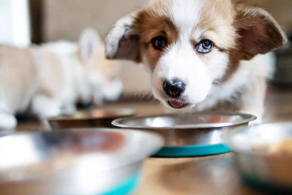 Funny Puppy eating dog food and curiously looking at camera