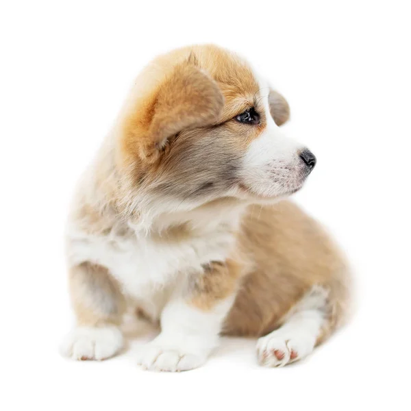 Bonito Filhote Cachorro Galês Corgi Pembroke Isolado Fundo Branco — Fotografia de Stock