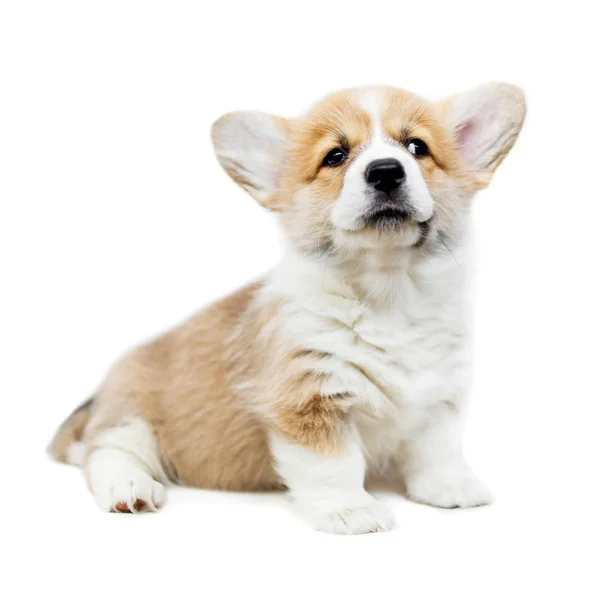 Bonito Filhote Cachorro Galês Corgi Pembroke Olhando Câmera Isolado Fundo — Fotografia de Stock