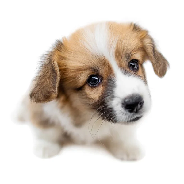 Bonito Cachorro Galês Corgi Pembroke Olhando Para Câmera Isolado Fundo — Fotografia de Stock