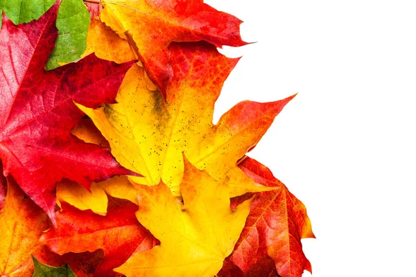 Podzimní Kompozici Žlutým Maple Listy Izolované Bílém Pozadí — Stock fotografie