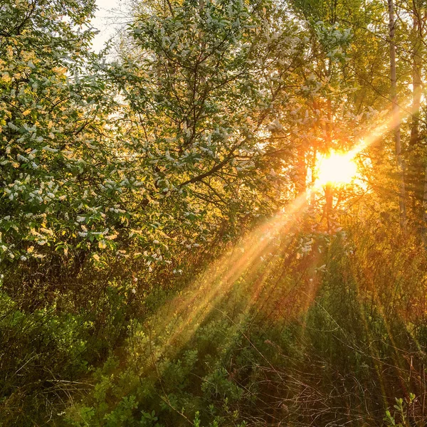Otoño Dorado Hermosos Árboles Bosque Atardecer — Foto de Stock