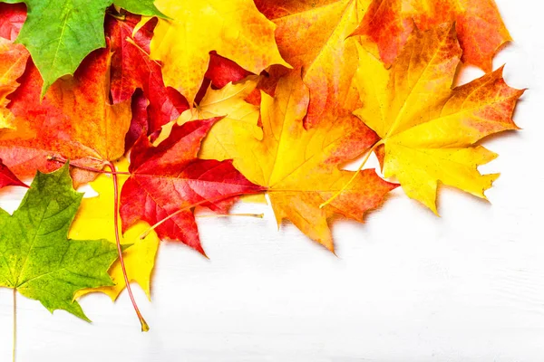 Beyaz arka plan üzerinde düz yatıyordu sonbahar yaprakları.