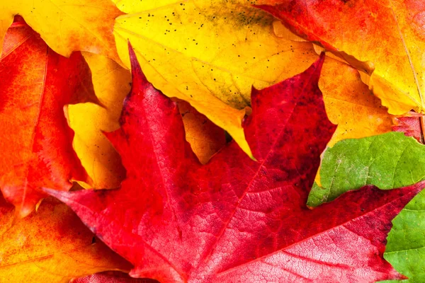 Podzimní Kompozici Žlutým Maple Listy Bílý Dřevěný Stůl — Stock fotografie