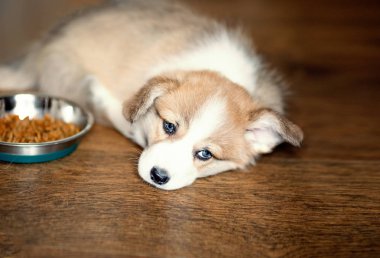 Sevimli köpek yavrusu overeating ve kameraya bakarak döşeme. 