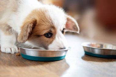 Sevimli köpek kuru yemek yeme.