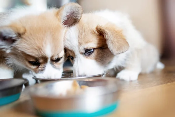 Cachorros Comer Comida Seca Casa Grupo Cachorros Corgi Pembroke Galeses —  Fotos de Stock