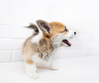 Beyaz arka planda sevimli köpek yavrusu. 