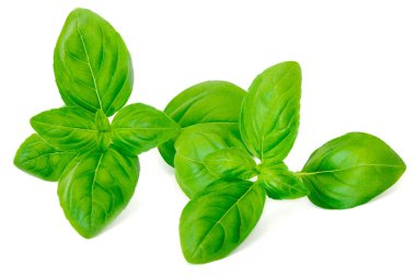 Beyaz arka plan üzerinde izole taze yeşil fesleğen yaprakları yakın çekim.