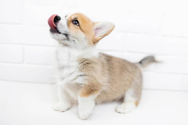 Cute Puppy White Background — Stock Photo, Image