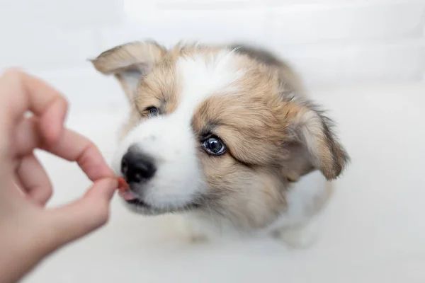 Cute Puppy eating from hand on white background.