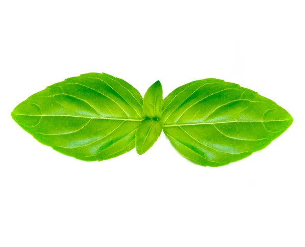 Свіже Зелене Листя Базиліка Білому Фоні — стокове фото