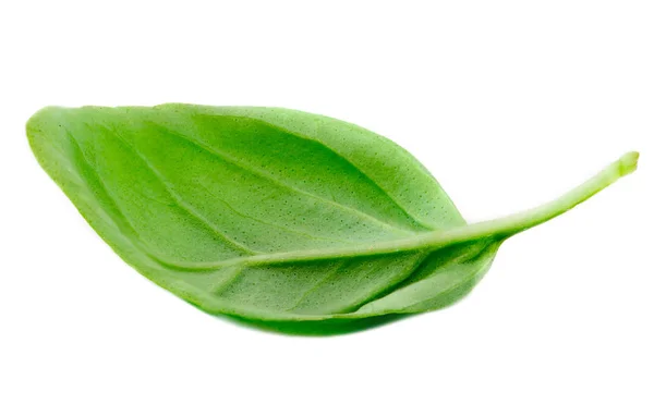 Hoja Albahaca Verde Fresca Aislada Sobre Fondo Blanco Cerca — Foto de Stock