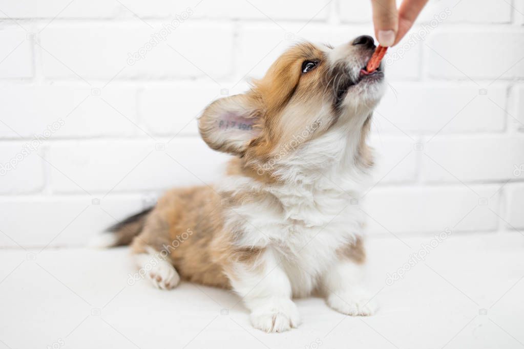 Cute Puppy on white background with human hand.
