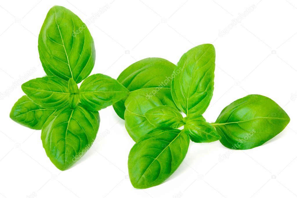Fresh green basil leaves isolated on white background, close up.