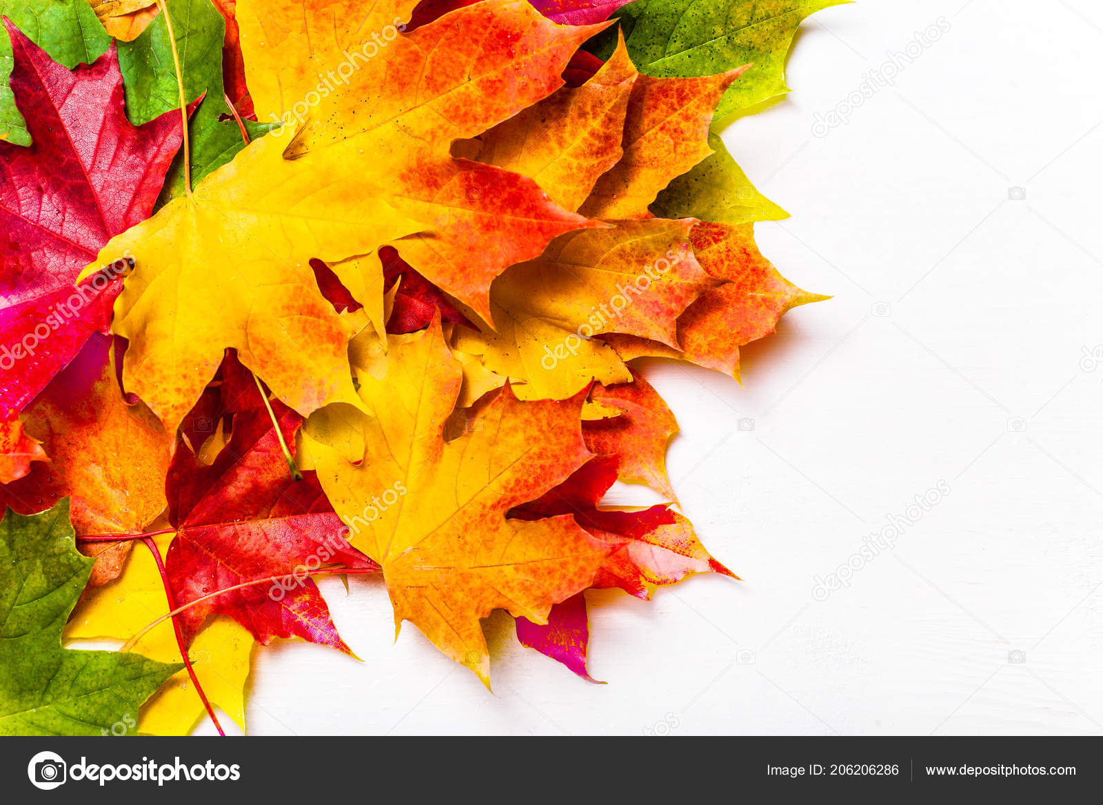 Autumn Leaves White Background Top View Heap Colorful Maple Leaves