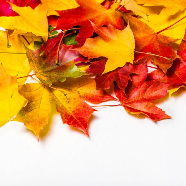 Autumn leaves on white Background, top view. Heap of Colorful Maple leaves
