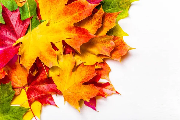 白い背景に 上面に秋の紅葉 色鮮やかなカエデの葉のヒープ — ストック写真