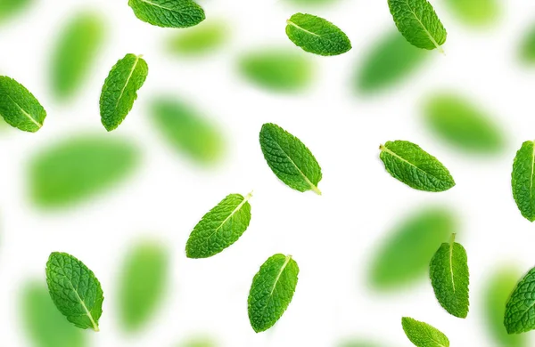 Peppermint leaves pattern.  Falling Fresh mint leaves isolated on white background, flat lay.