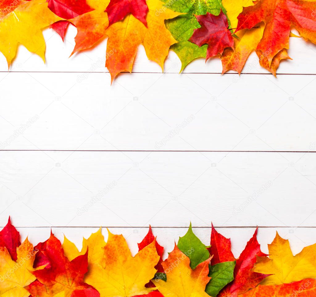 Autumn frame with  colorful maple leaves on white wood  background with Copy space.  Flat lay, top vie