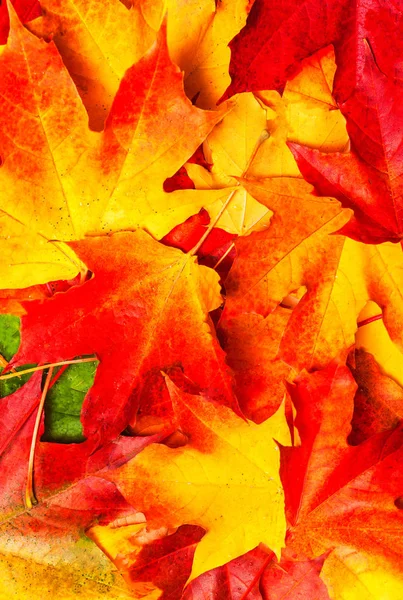 Czerwony Pomarańczowy Jesień Liście Tła — Zdjęcie stockowe
