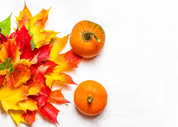 Thanksgiving Background with Pumpkins and colorful autumn Marple leaves on white background