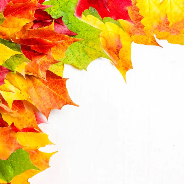 秋天的框架与五颜六色的马普尔叶子在白色背景 — 图库照片