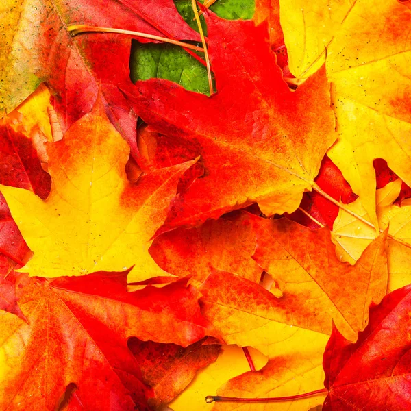 Červené Oranžové Podzimní Listy Pozadí — Stock fotografie