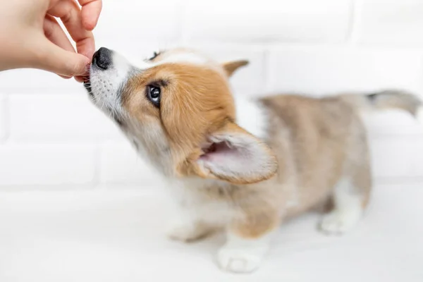 Schattige Puppy Eten Uit Menselijke Hand — Stockfoto