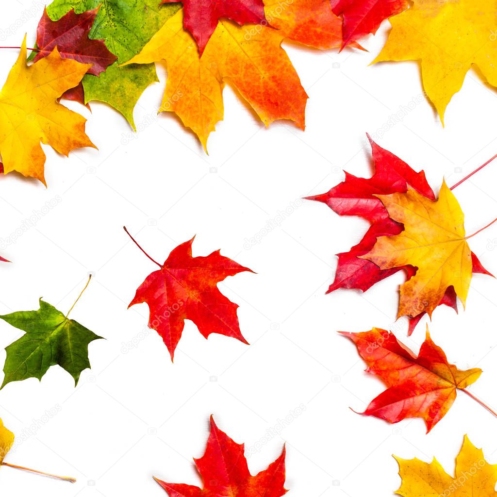 Falling autumn leaves isolated on white background
