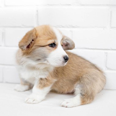 Küçük şirin köpek yavrusu köpek yukarıya bakıyor. Beyaz arka plan üzerinde bir çok güzel Kabarık köpek duran stüdyo çekim.