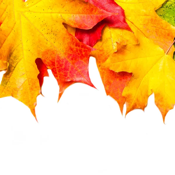 Composição Outono Com Folhas Bordo Amarelas Mesa Madeira Branca Fundo — Fotografia de Stock