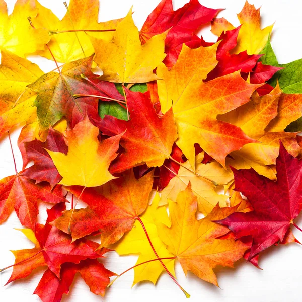 Podzimní Listí Bílém Pozadí Ploché Ležel Hromadu Barevných Marple Listy — Stock fotografie