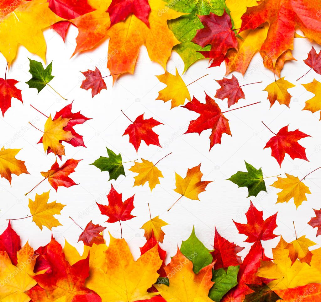 Autumn composition wuth colorful marple leaves on white background. Beautiful pattern with Falling red, yellow and brown autumn leaves 