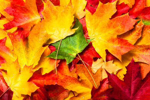 Autumn background with colored marple leaves. Fall leaves texture.