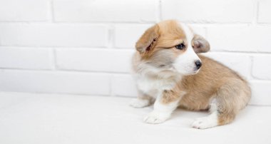 Küçük şirin köpek yavrusu köpek yukarıya bakıyor. Beyaz arka plan üzerinde bir çok güzel Kabarık köpek duran stüdyo çekim.