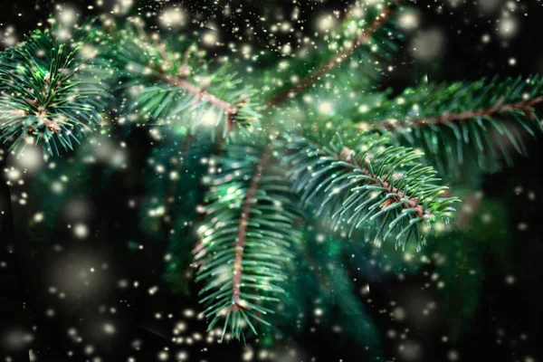 Boże Narodzenie Tło Gałęzi Drzewa Jodły Padający Śnieg Biały — Zdjęcie stockowe