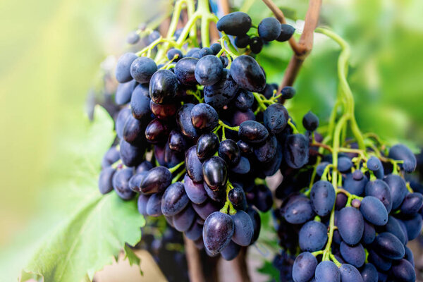 заделывают голубой винограда в винограднике 