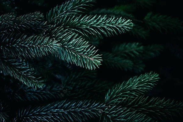 Christmas fir tree branches Background